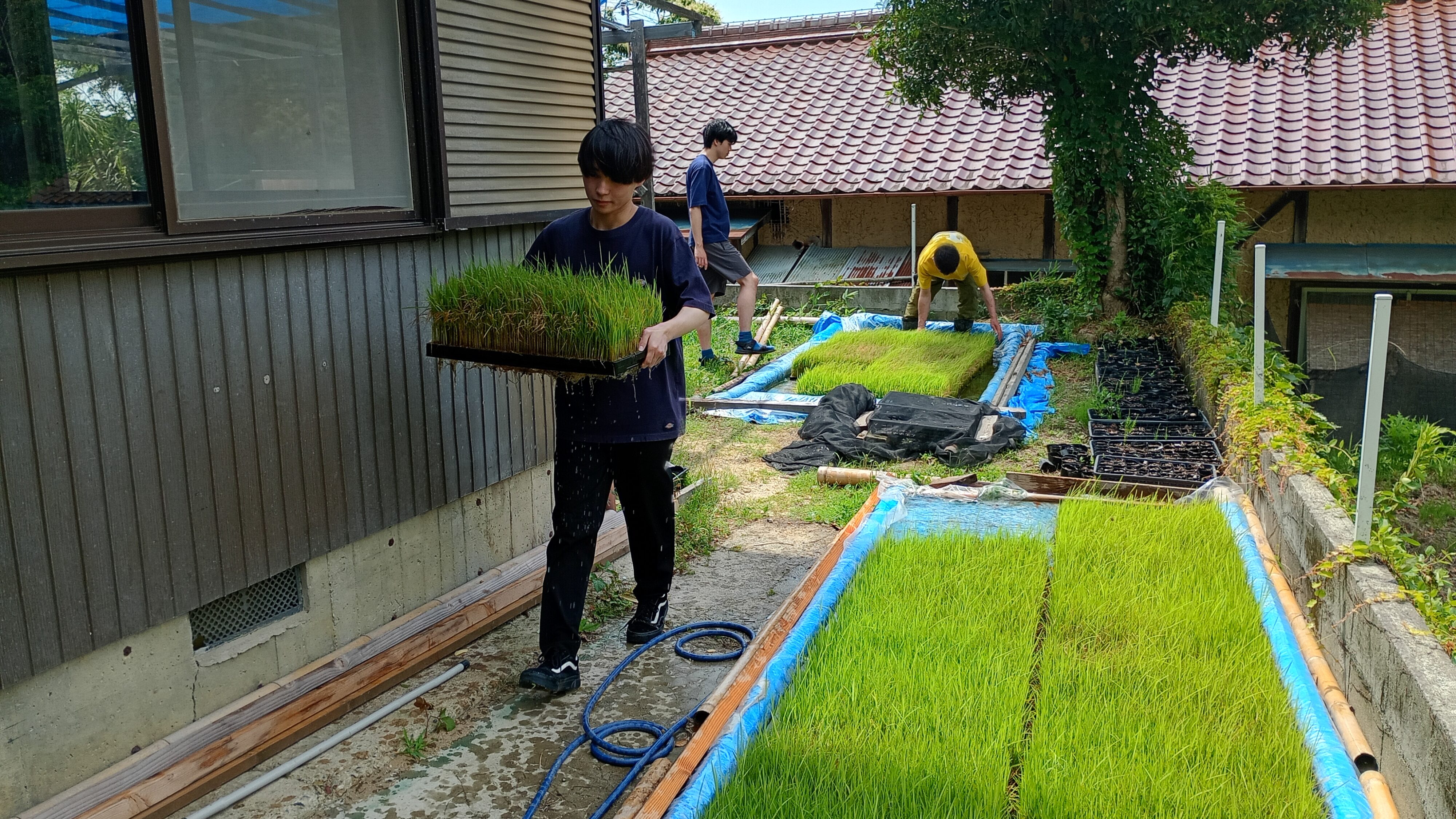 田植え用の苗の準備